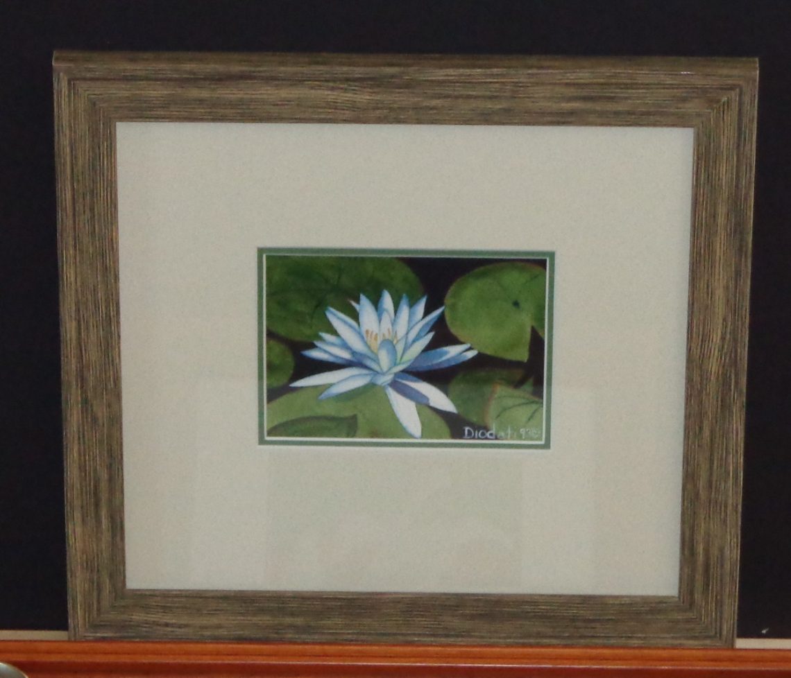 Water Lily