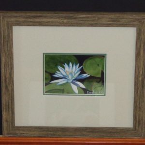 Water Lily